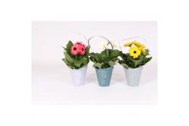 Gerbera mix Gerbera belicht 2+bl in draagtas 3 ass. 2 bl. 500
