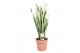 Sansevieria trifasciata laurentii 