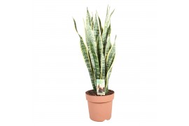 Sansevieria trifasciata laurentii