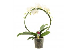 Phalaenopsis wit Phalaenopsis boog A2 wit 12 bl. 2 tak/plnt