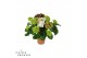Hydrangea macr. hi fire Lila 7-8 Bloem 