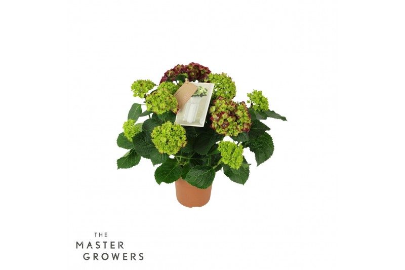 Hydrangea macr. hi fire Lila 7-8 Bloem 