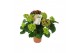 Hydrangea macr. hi fire Lila 7-8 Bloem 