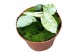 Alocasia Alocasia Ninja Tricolor 1 pp 