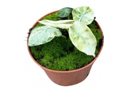 Alocasia Alocasia Ninja Tricolor 1 pp