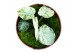 Alocasia Alocasia Ninja Tricolor 1 pp 