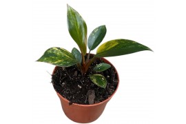 Philodendron Philodendron Red Gongo Variegata 1 pp
