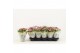 Kalanchoe rosalina don nando Catchy Season roze 