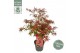 Acer palmatum shaina stam 
