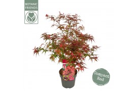 Acer palmatum shaina stam