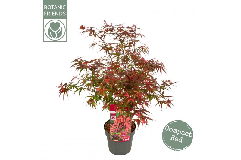 Acer palmatum shaina stam 