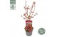 Acer palmatum shaina stam 