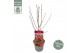 Acer palmatum shaina stam 