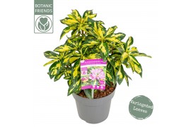 Rhododendron blattgold