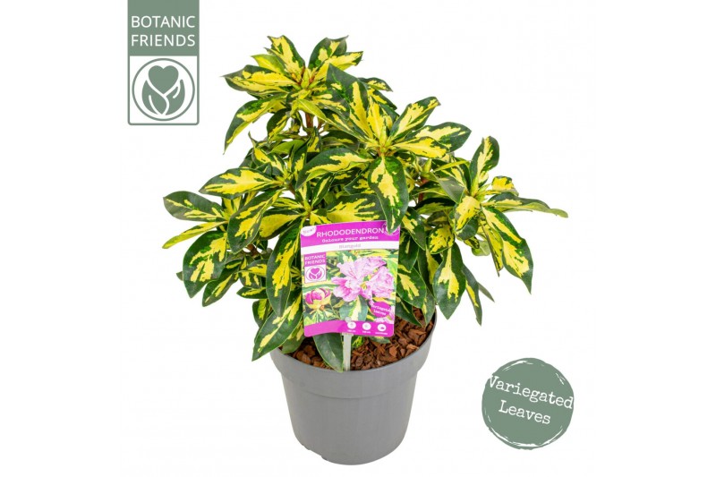 Rhododendron blattgold 