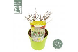 Buddleja davidii butterfly candy little white