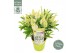 Buddleja davidii butterfly candy little white 