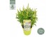 Buddleja davidii butterfly candy little white 