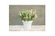 Buddleja davidii butterfly candy little white 