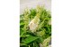 Buddleja davidii butterfly candy little white 