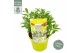 Buddleja davidii butterfly candy little white 