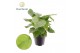 Homalomena rubescens maggy Homalomena rubescens Maggy 1 pp 