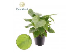 Homalomena rubescens maggy Homalomena rubescens Maggy 1 pp