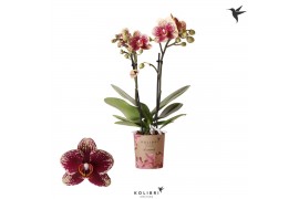 Phalaenopsis floriclone streetwise Kolibri Orchids Diamond - Spain - 2