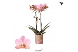 Phalaenopsis multiflora anthura treviso Kolibri Orchids, 2 tak, 16+