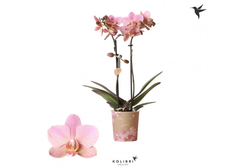 Phalaenopsis multiflora anthura treviso Kolibri Orchids, 2 tak, 16+ Phalaenopsis multiflora anthura treviso Kolibri Orchids, 2 tak, 16+