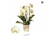 Phalaenopsis elegant cascade 2 tak niagara fall bright mira kolibri or 