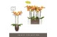 Phalaenopsis oranje Optistar Deshi 2 spike in Emilia Brown Aquo 15 bl. 