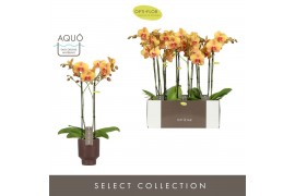 Phalaenopsis oranje Optistar Deshi 2 spike in Emilia Brown Aquo 15 bl.