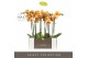 Phalaenopsis oranje Optistar Deshi 2 spike in Emilia Brown Aquo 15 bl. 