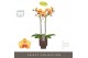 Phalaenopsis oranje Optistar Deshi 2 spike in Emilia Brown Aquo 15 bl. 