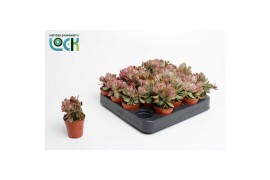 Crassula Moneymaker Variegata