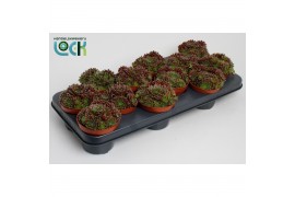 Sempervivum corser