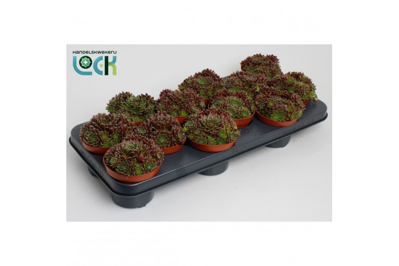 Sempervivum corser 