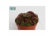 Sempervivum corser 