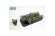 Cotyledon octopus Cotyledon Octopus 1 pp 