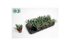 Cotyledon octopus Cotyledon Octopus 1 pp