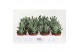 Cotyledon octopus Cotyledon Octopus 1 pp 