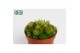 Sempervivum arachnoideum 