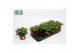 Crassula ovata Argentea 