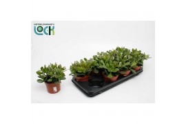 Crassula ovata Argentea