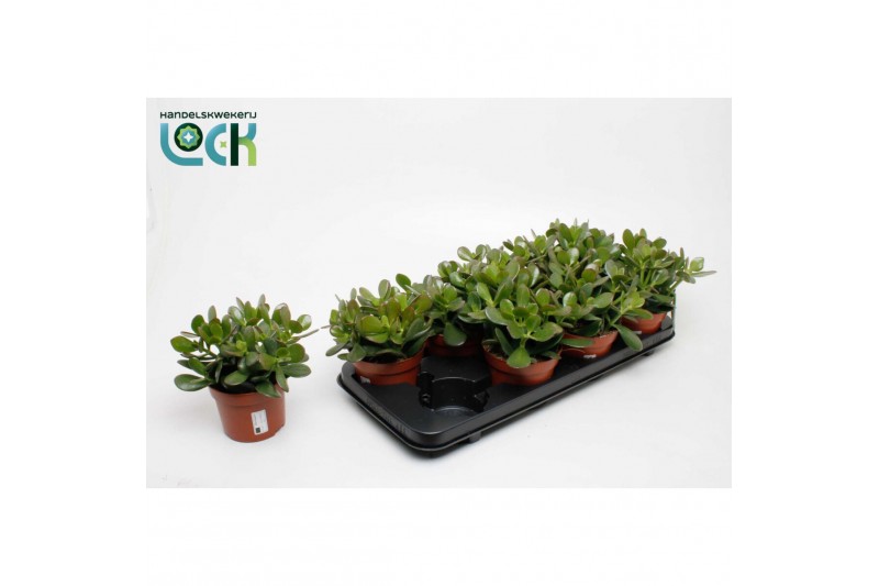 Crassula ovata Argentea 
