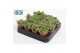 Cotyledon ladysmithiensis 