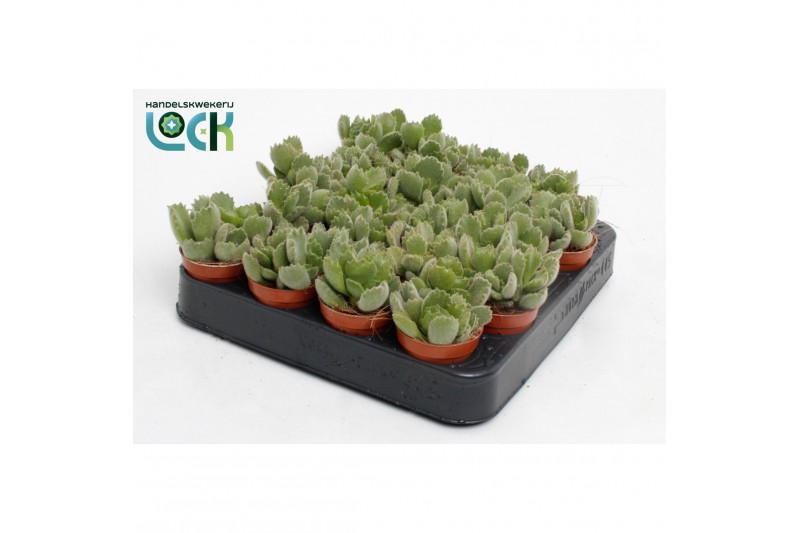 Cotyledon ladysmithiensis 