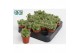 Cotyledon ladysmithiensis 