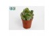 Cotyledon ladysmithiensis 
